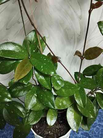 Хойя Карноза Донецк