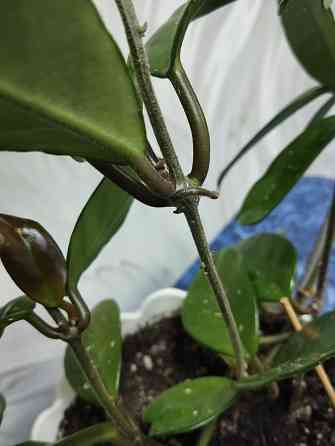 Хойя Карноза Донецк