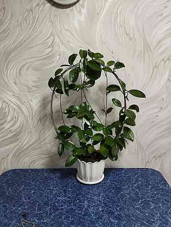 Хойя Карноза Донецк