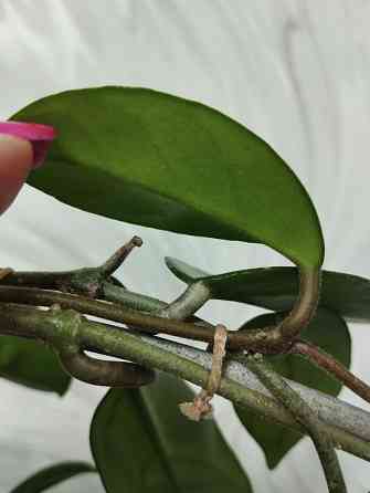 Хойя Карноза Донецк