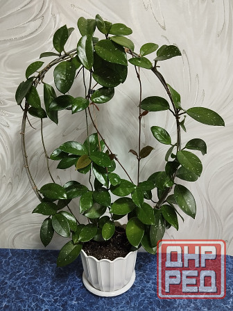 Хойя Карноза Донецк - изображение 1