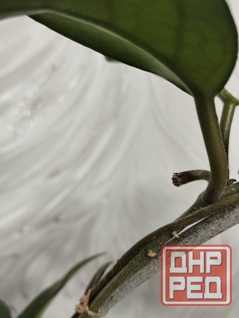 Хойя Карноза Донецк - изображение 4