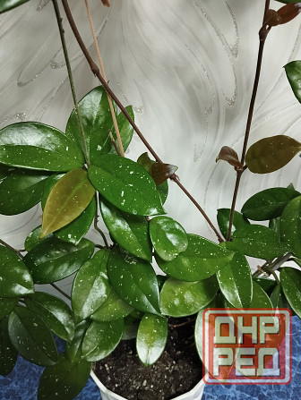 Хойя Карноза Донецк - изображение 3