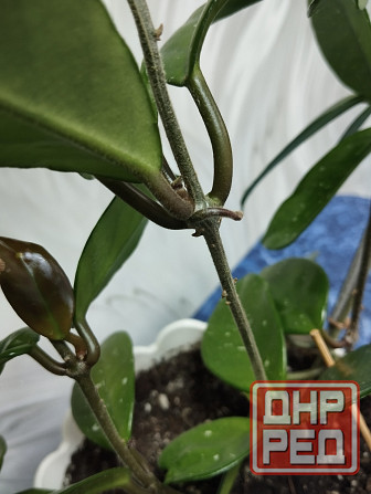 Хойя Карноза Донецк - изображение 6