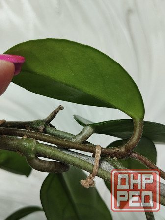 Хойя Карноза Донецк - изображение 5