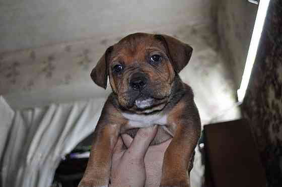 Стаффордширский терьер Донецк