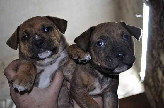 Стаффордширский терьер Донецк