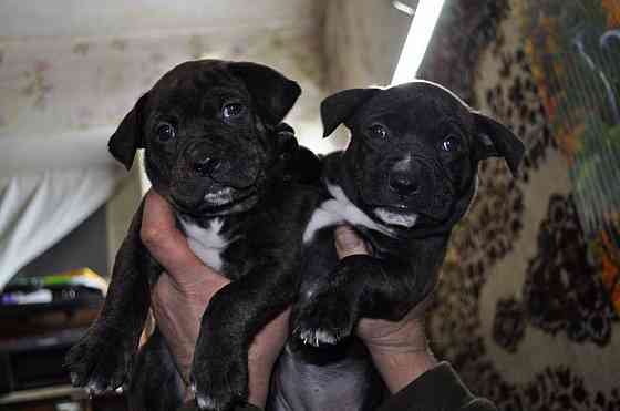 Стаффордширский терьер Донецк