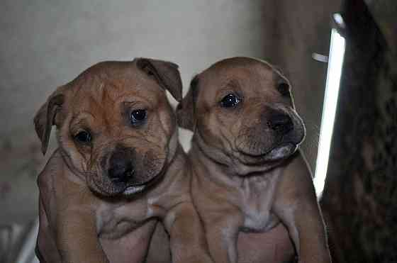 Стаффордширский терьер Донецк