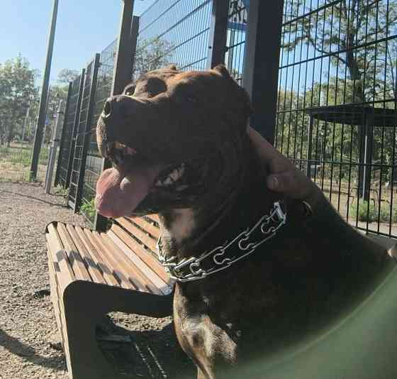 Стаффордширский терьер Донецк