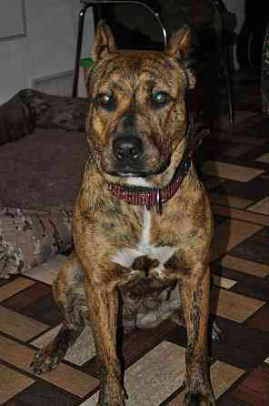 Стаффордширский терьер Донецк