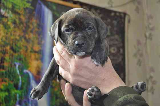 Стаффордширский терьер Донецк