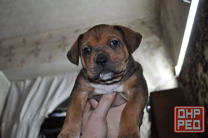 Стаффордширский терьер Донецк - изображение 4