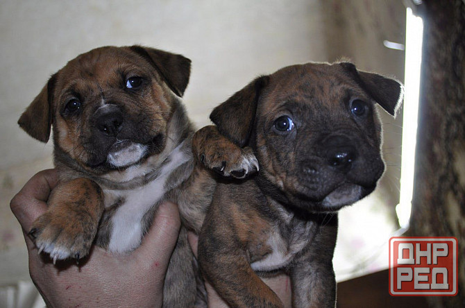 Стаффордширский терьер Донецк - изображение 3