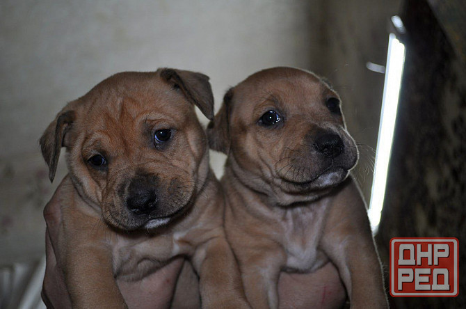 Стаффордширский терьер Донецк - изображение 1