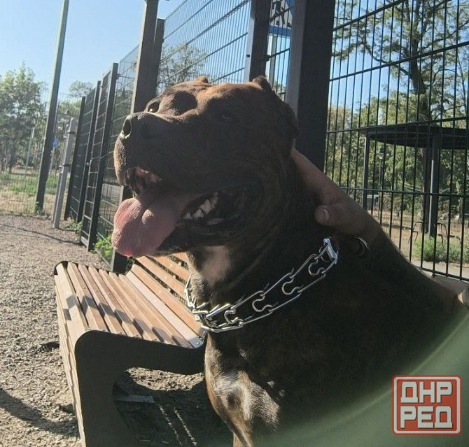 Стаффордширский терьер Донецк - изображение 6