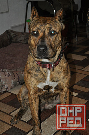 Стаффордширский терьер Донецк - изображение 5