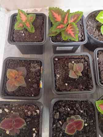 Продам колеусы Донецк