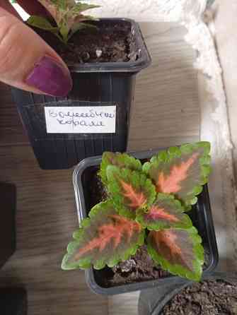 Продам колеусы Донецк