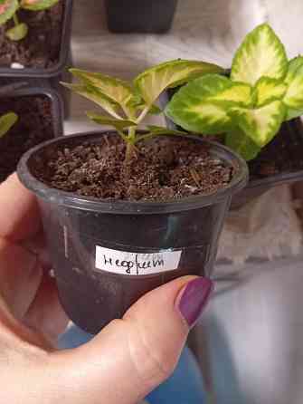 Продам колеусы Донецк