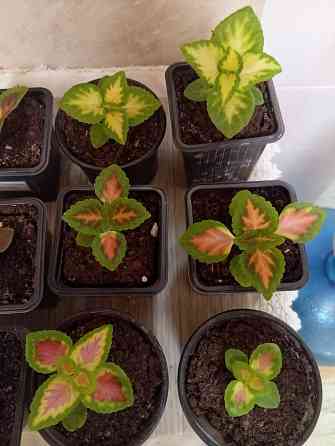 Продам колеусы Донецк