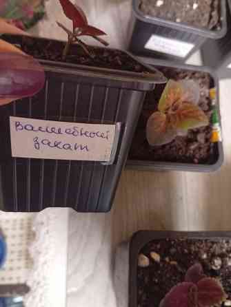 Продам колеусы Донецк