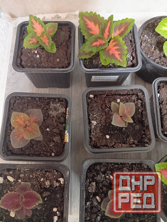 Продам колеусы Донецк - изображение 1