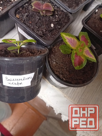 Продам колеусы Донецк - изображение 7