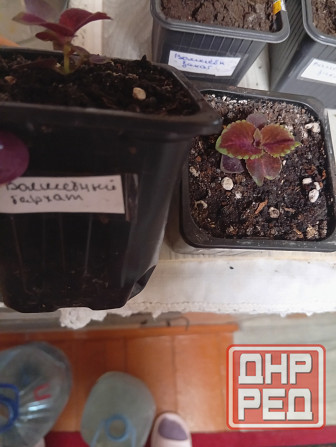 Продам колеусы Донецк - изображение 6