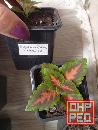 Продам колеусы Донецк - изображение 4