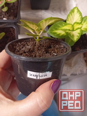 Продам колеусы Донецк - изображение 3