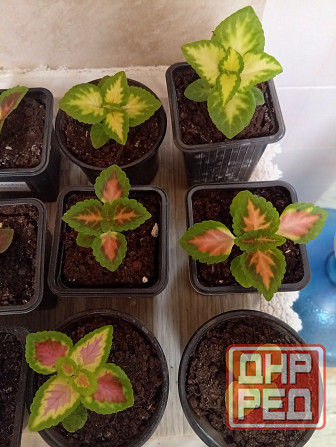 Продам колеусы Донецк - изображение 2