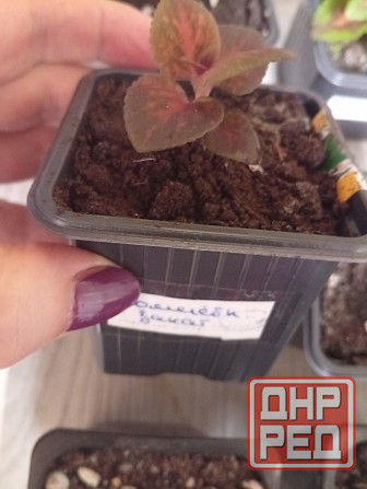 Продам колеусы Донецк - изображение 8