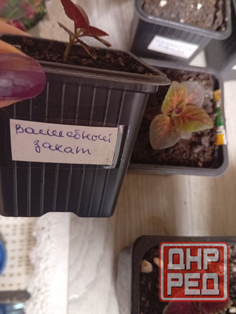 Продам колеусы Донецк - изображение 5