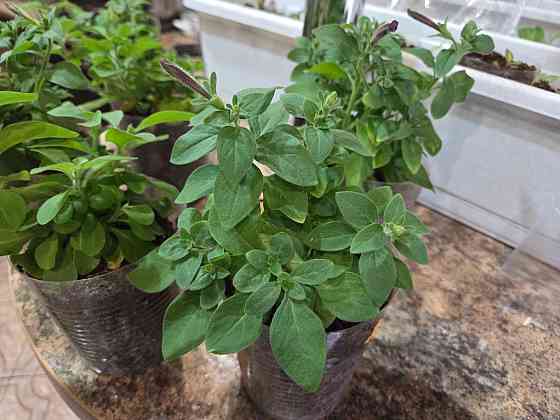 Петуния вегетативная Raspberry Star Донецк