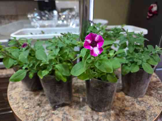 Петуния вегетативная Raspberry Star Донецк