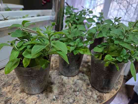 Петуния вегетативная Raspberry Star Донецк