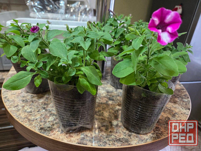 Петуния вегетативная Raspberry Star Донецк - изображение 5