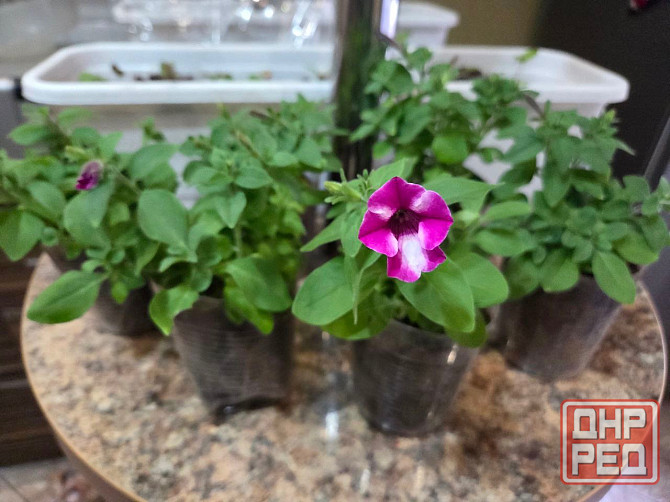 Петуния вегетативная Raspberry Star Донецк - изображение 3