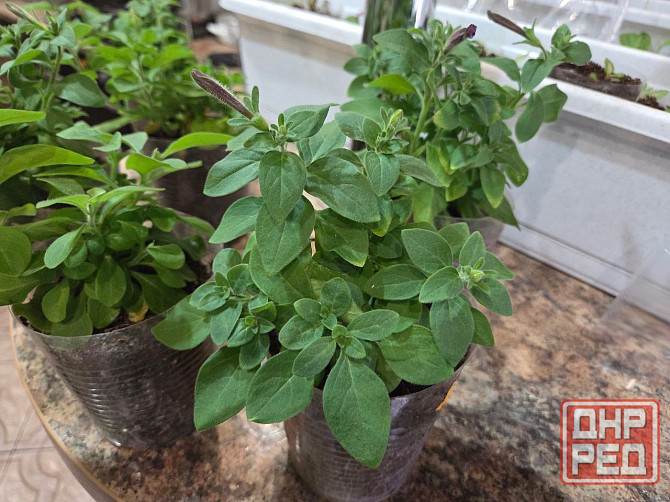 Петуния вегетативная Raspberry Star Донецк - изображение 2