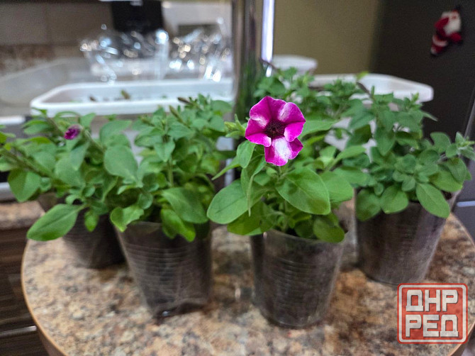 Петуния вегетативная Raspberry Star Донецк - изображение 1