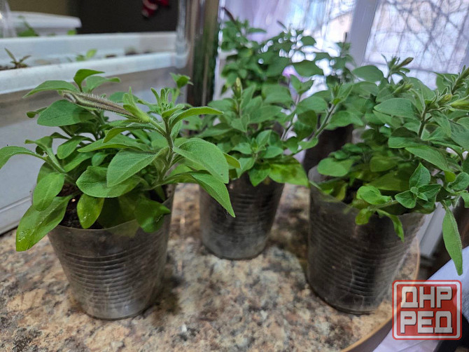 Петуния вегетативная Raspberry Star Донецк - изображение 4