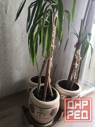 Горшок для цветов с поддоном и дренажным отверстием Донецк - изображение 6