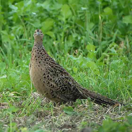 Куплю курочек фазана Донецк