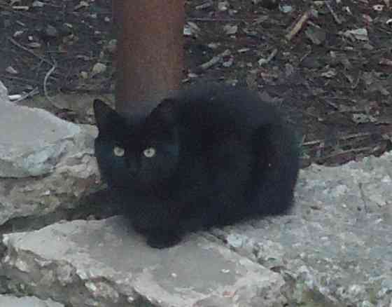 Шизофрения, пусть "Танцует" Донецк