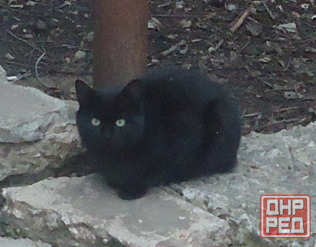 Шизофрения, пусть "Танцует" Донецк - изображение 1