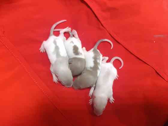 Крысята Дамбо. Донецк