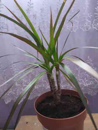 Продам комнатные растения! Донецк