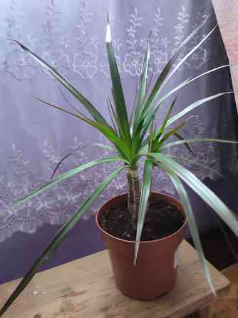 Продам комнатные растения! Донецк