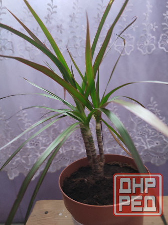 Продам комнатные растения! Донецк - изображение 2